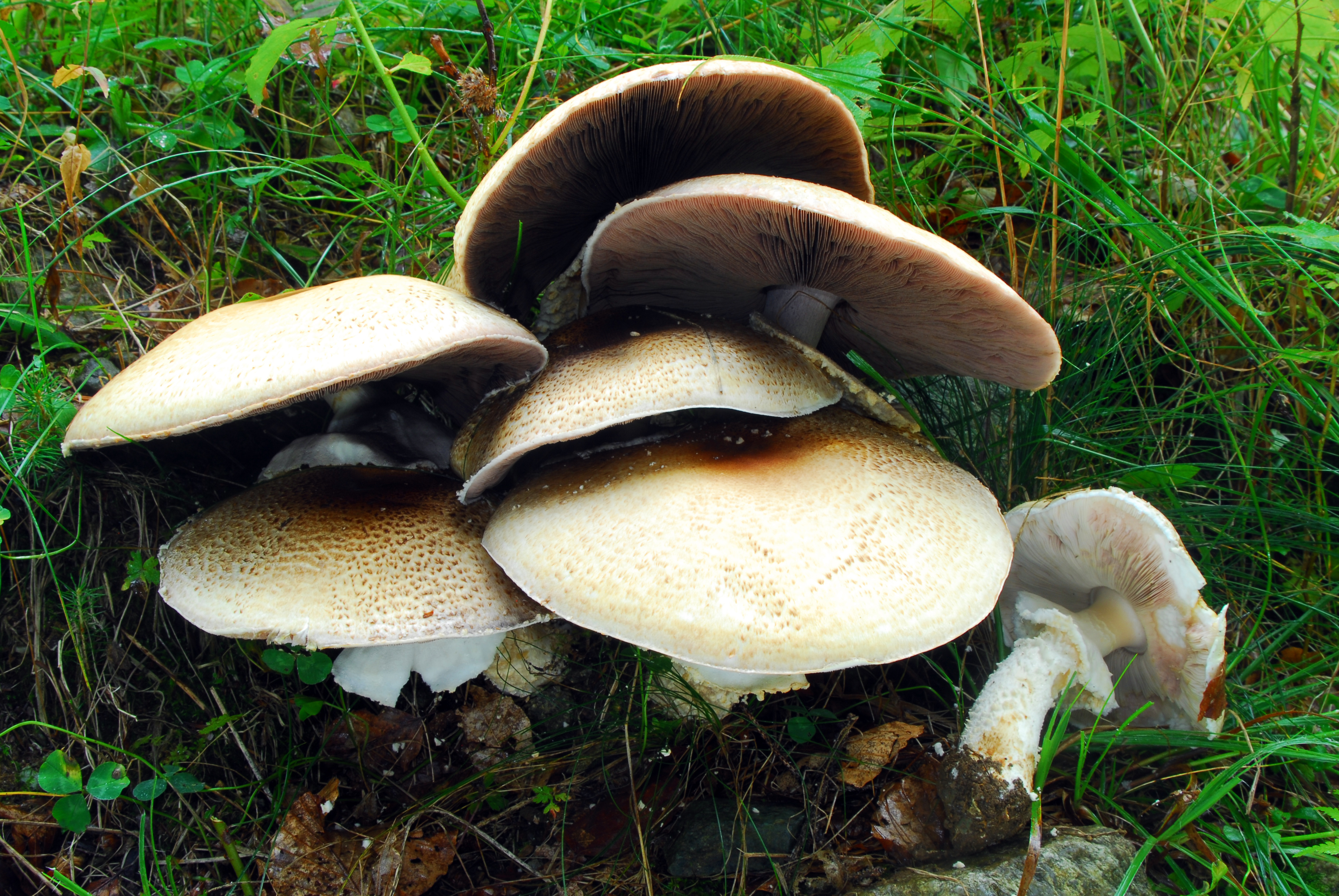 Foto Agaricus augustus